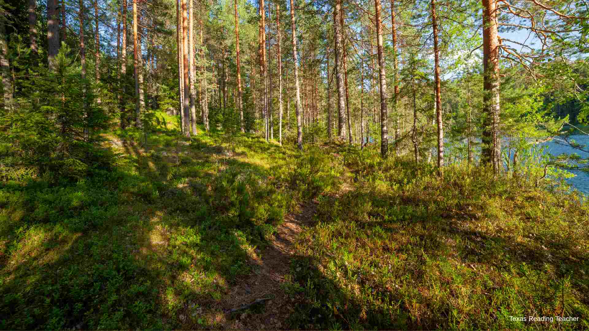 Lessons from the Forest: What Finnish Outdoor Preschools Teach Us About Early Childhood Education